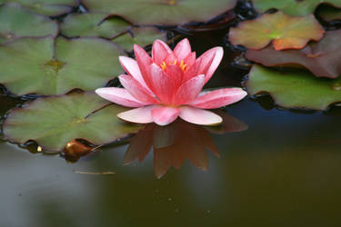 Water Lily#1