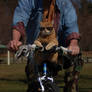 Cat on Bike