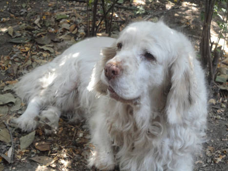 Clumber Spaniel - 4