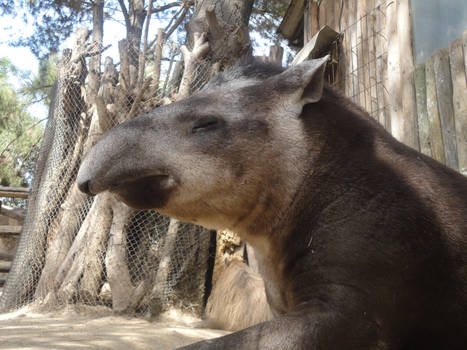 Tapir - 1