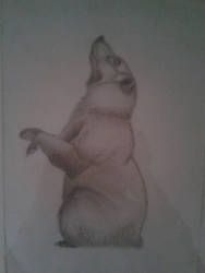 A bear