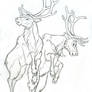 More Reindeer