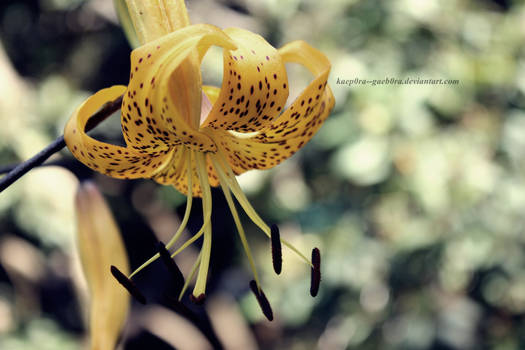 Lilium II