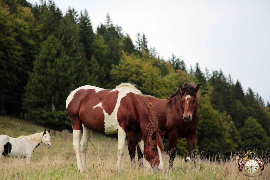 Horses