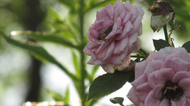 Dewy Roses