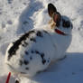 Paulina in snow - stock