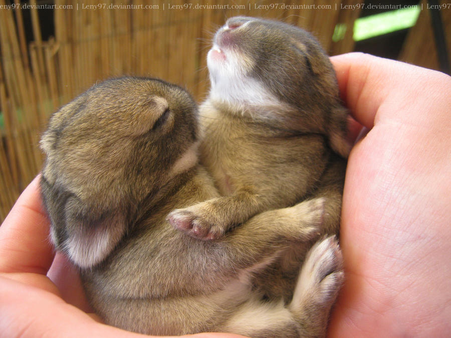 Felix + Johnny (Baby bunnies)