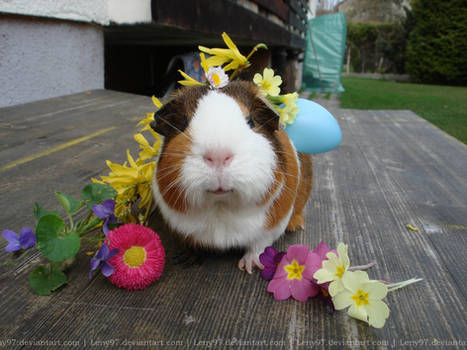 Fritzi 2 (guinea pig)