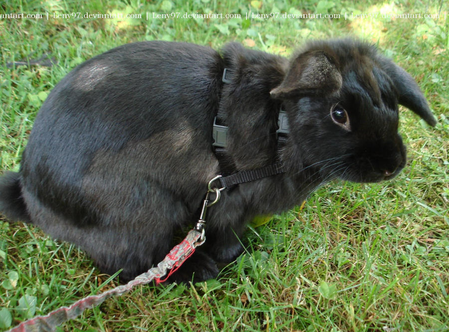 Stubsi 7 (rabbit) by Calitha-Lena on DeviantArt