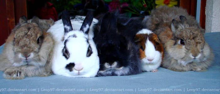 Our Bunnyfamily