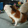 Fritzi 15 (guinea pig) - stock