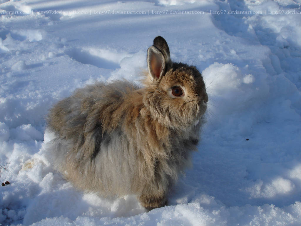 Felix in the snow by Calitha-Lena