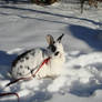 Paulina in the snow