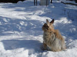 Felix sweet pose in snow by Calitha-Lena