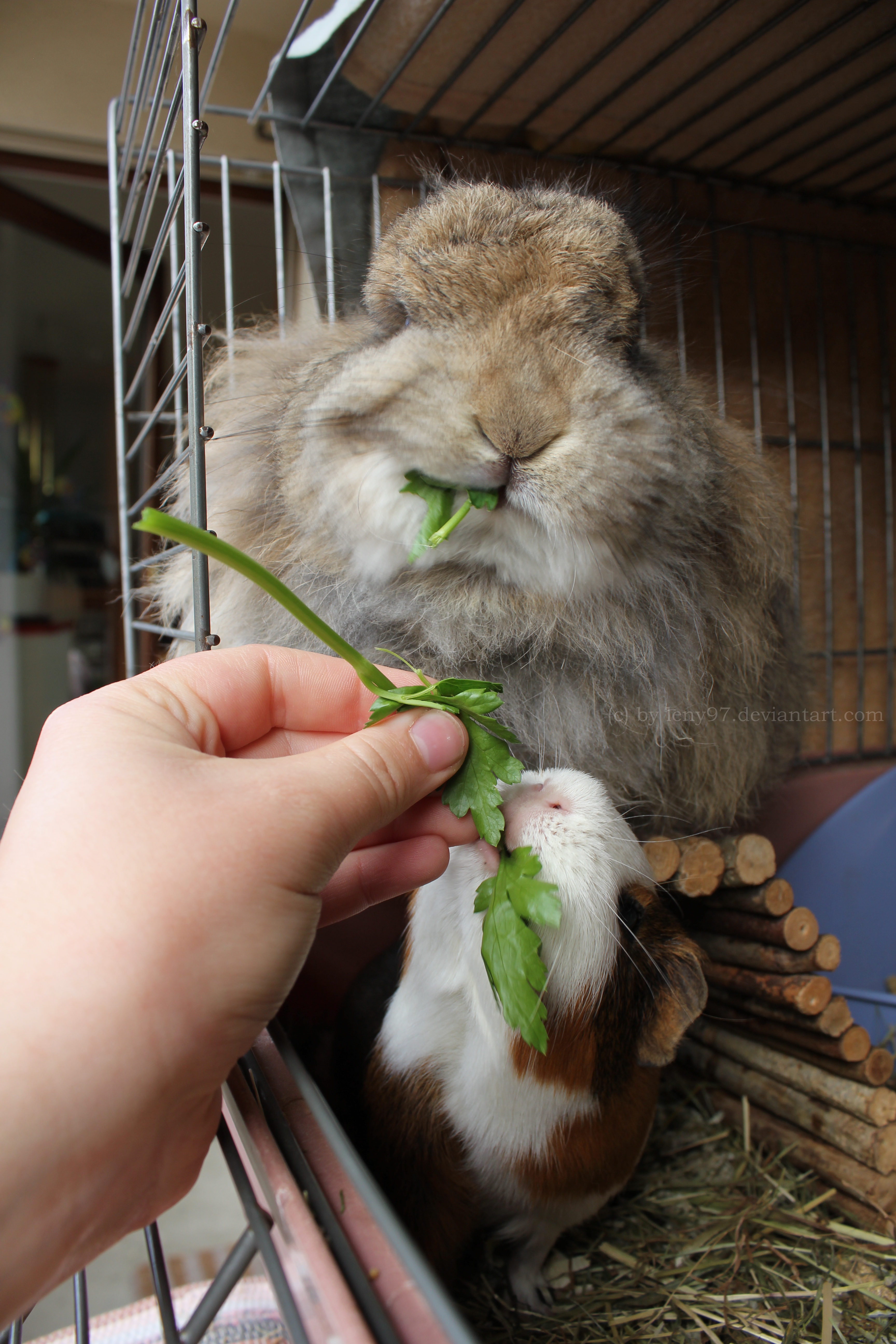 Felix and Fritzi