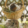 basket full of cuteness