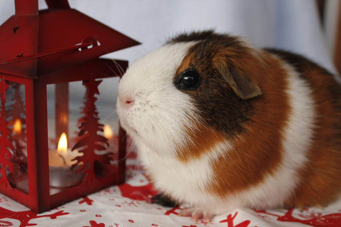 Fritzis candle light by Calitha-Lena Fritzis candle light by Calitha-Lena