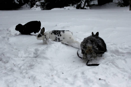 bunny fun in the snow