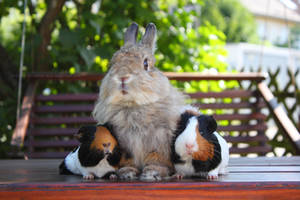 fluffy and cute family