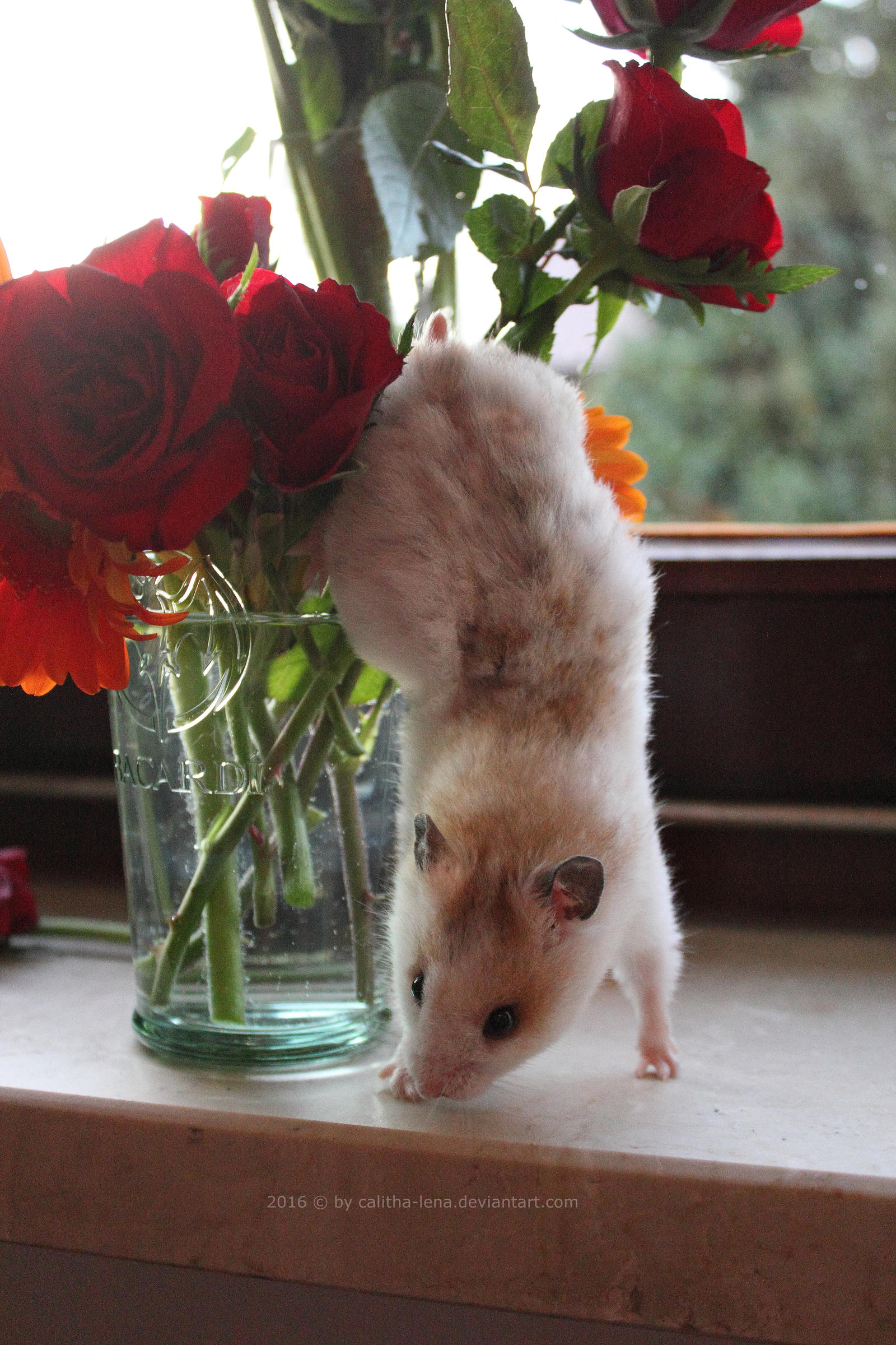 Flowery hamster - stock