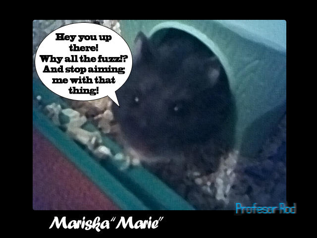 Talking Hamster, Mariska