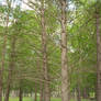 Mississippi Trees
