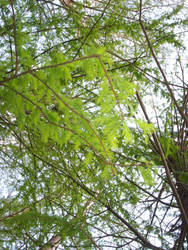 Trees in Mississippi