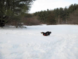 Snow Dog.