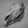 Horse Skull