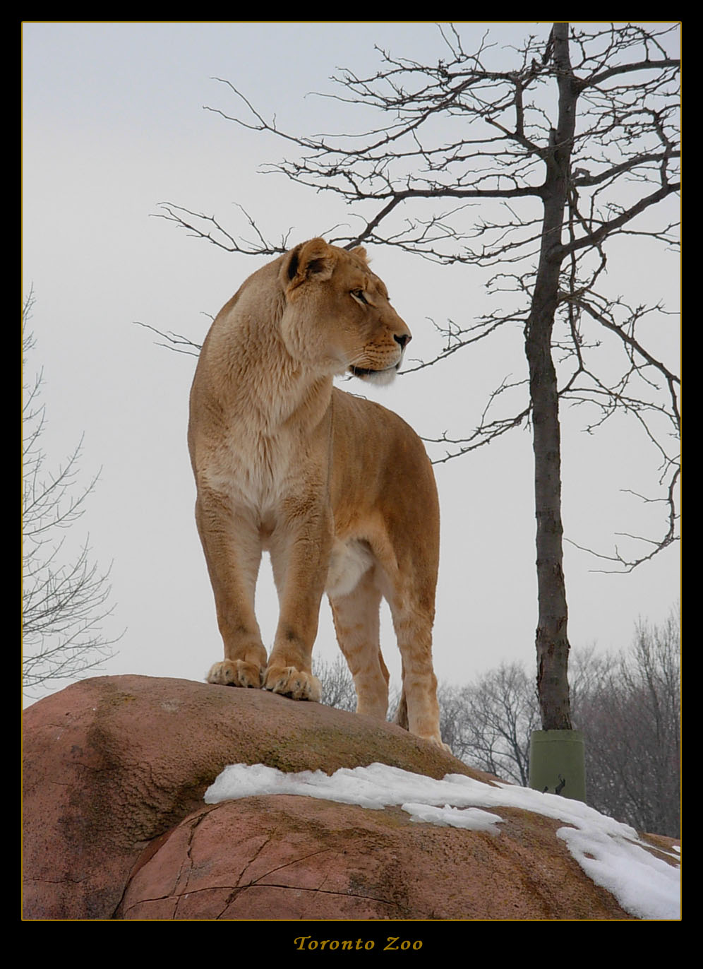 Toronto Zoo -  Lion