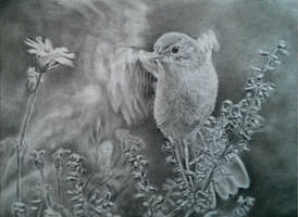 Bird Charcoal A4 By Helsartpage