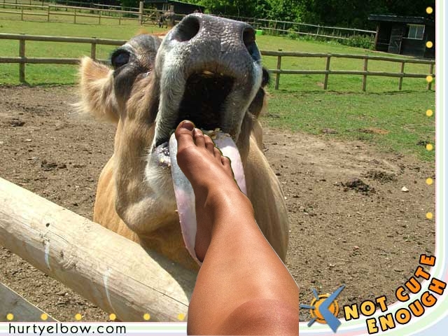 Cow Licking Feet