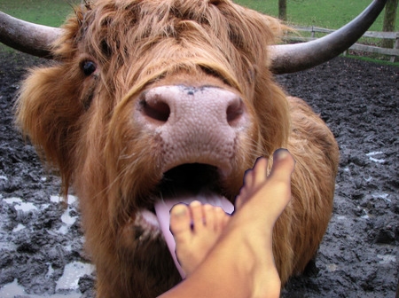 Cow Licking Feet 2