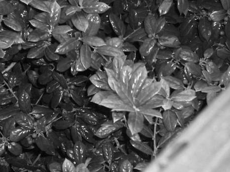 Plant Black and White