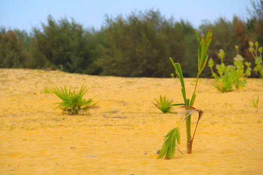 Greeny Desert.