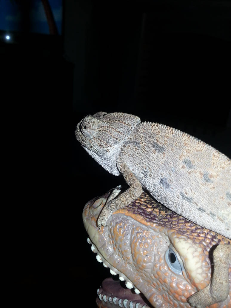 Chamaeleo chamaeleon -Watching Rango (7) by odissssseu on DeviantArt