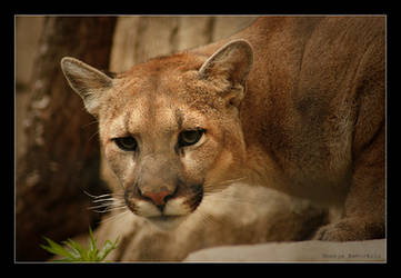 Cougar