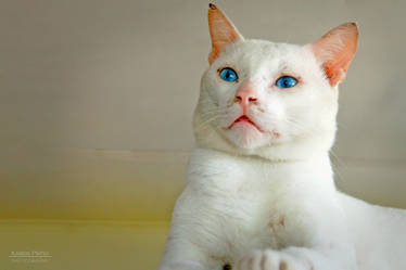 Blue eyed Cat.