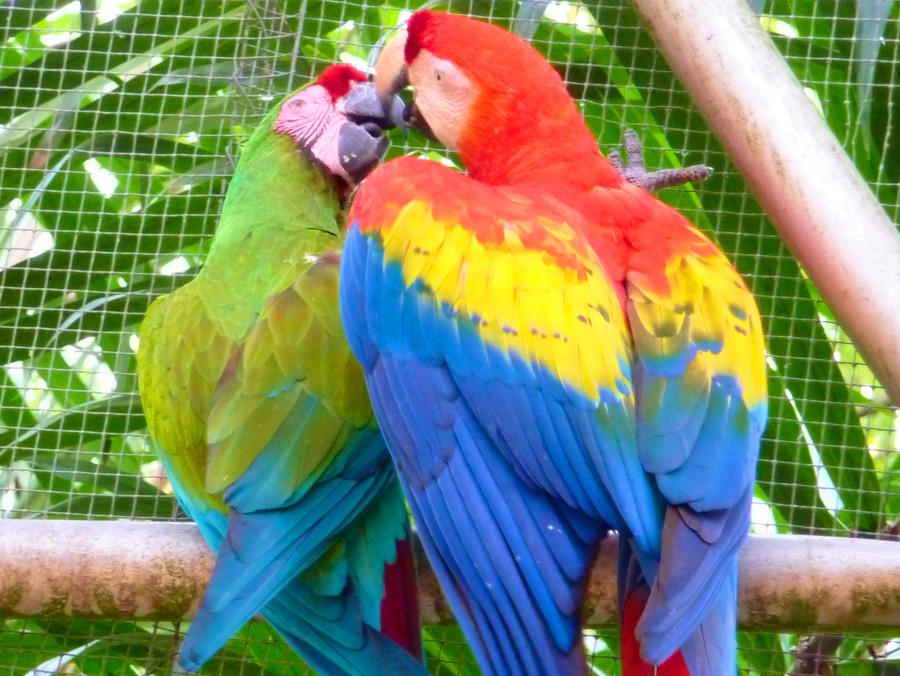 Parrot love