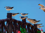 Seagulls 1 by Seigner