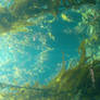 Underwater 2