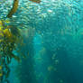 Underwater 8
