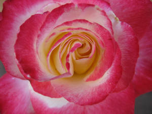 Rose 032314 03