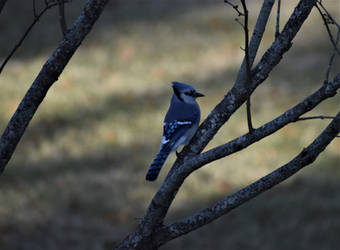 Blue Jay