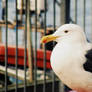 Seagull