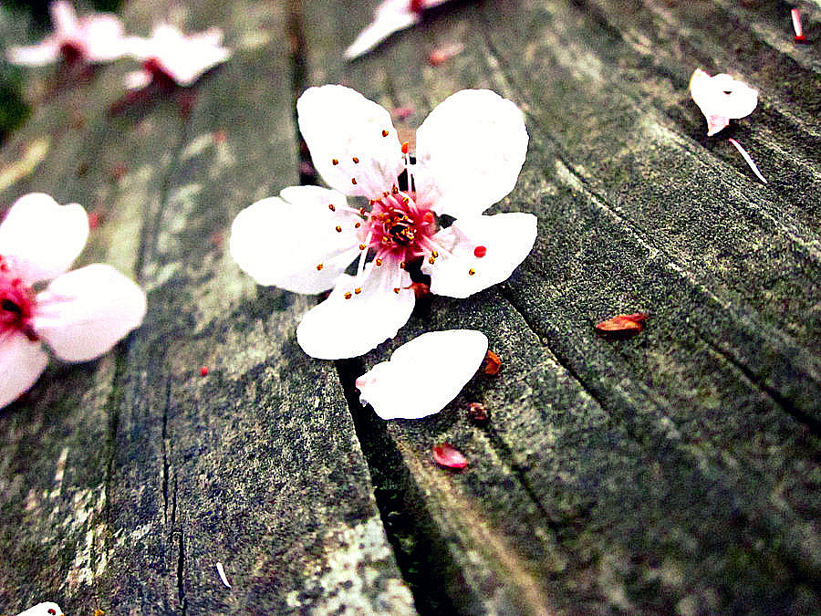 Cherry Blossoms