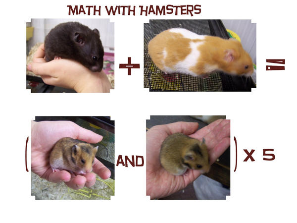 Hamster Math App hamster math by HerrSehnsucht on DeviantArt