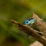 Platycnemis pennipes - male