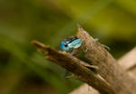 Platycnemis pennipes - male by mnawrocki