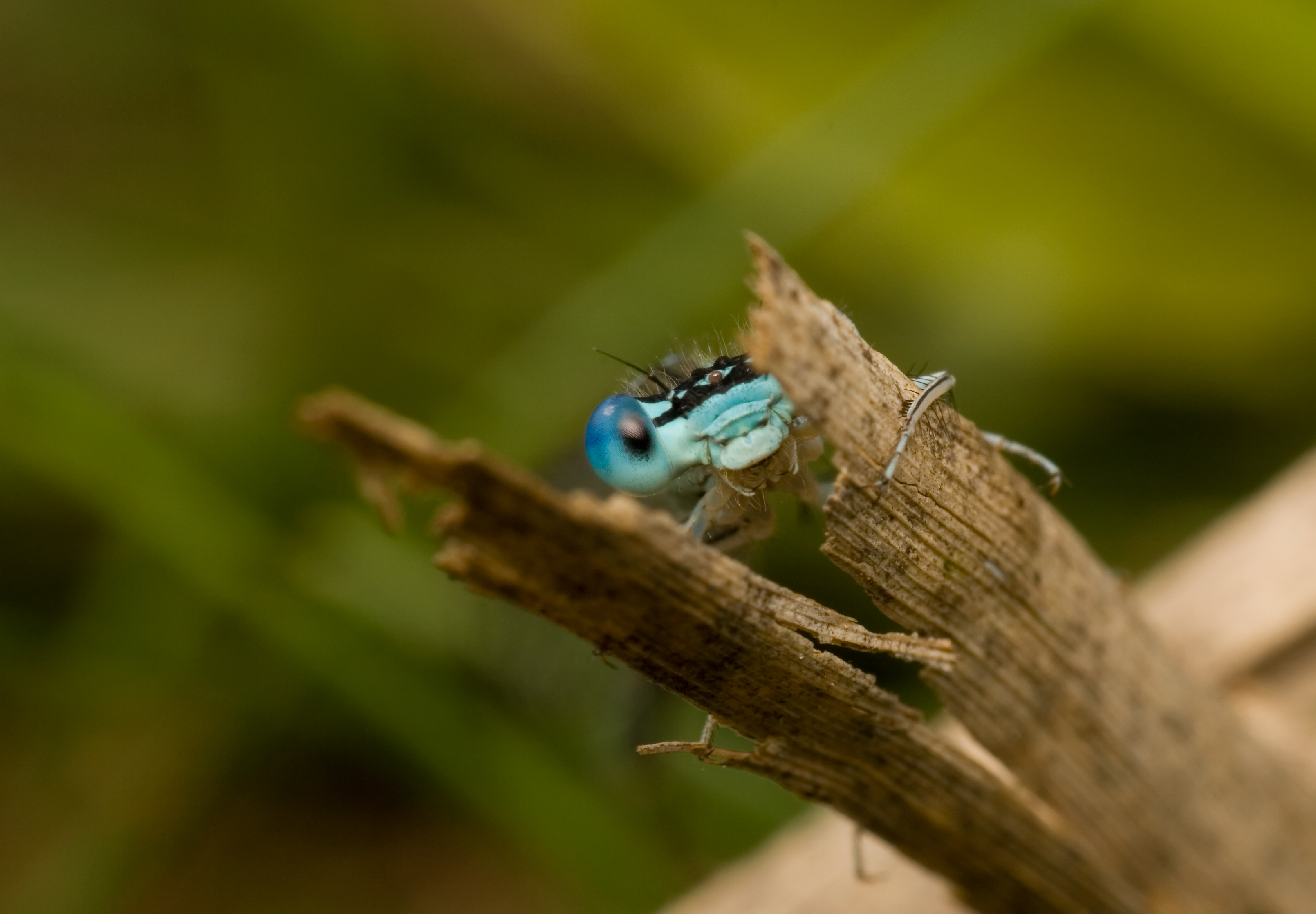 Platycnemis pennipes - male